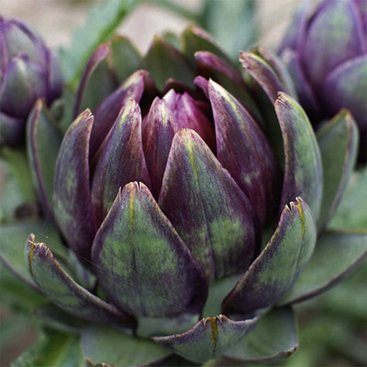 Purple Romagna Artichoke, 50 Heirloom Seeds Per Packet, Non GMO Seeds