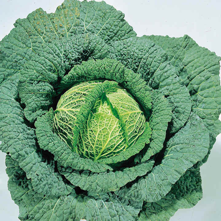 Savoy Cabbage Seeds, 500 Heirloom Seeds Per Packet, Non GMO Seeds