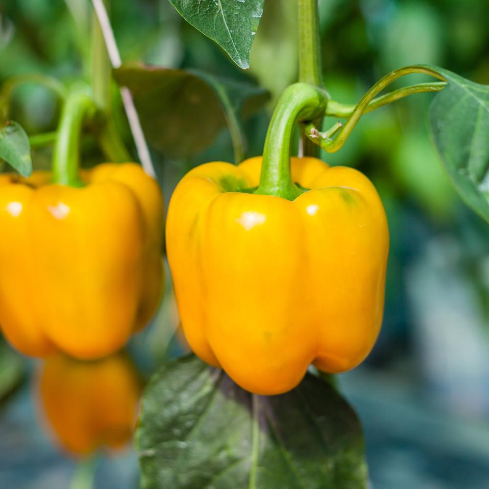 Golden California Wonder Sweet Pepper Seeds, 100 Heirloom Seeds Per Packet, Non GMO Seeds