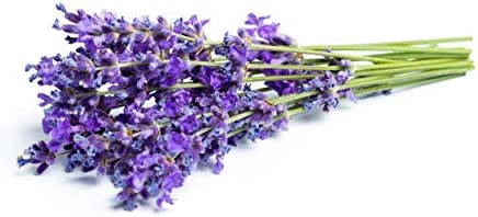 Vera Lavender Seeds, 1000 Heirloom Seeds Per Packet, Non GMO Seeds