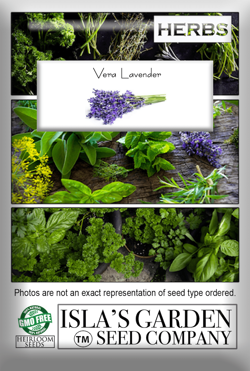 Vera Lavender Seeds, 1000 Heirloom Seeds Per Packet, Non GMO Seeds