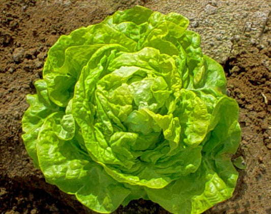 White Boston Lettuce, 1000 Heirloom Seeds Per Packet, Non GMO Seeds