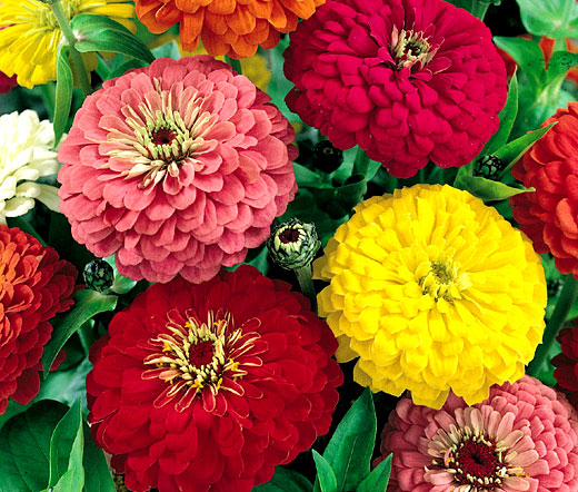 Dahlia Zinnia Flowers, 500 Flower Seeds Per Packet