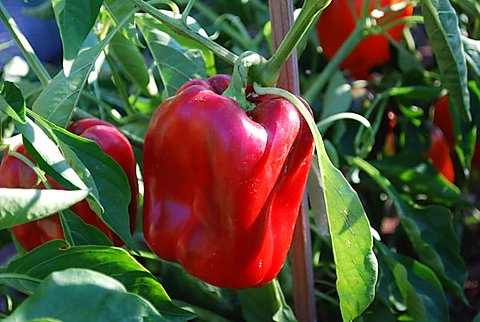 Big Red Bell Peppers, 50 Heirloom Seeds Per Packet, Non GMO Seeds