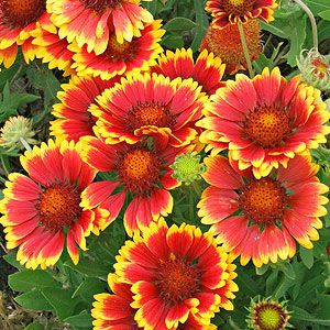 Blanketflower Indian Perennial, 500 Flower Seeds Per Packet