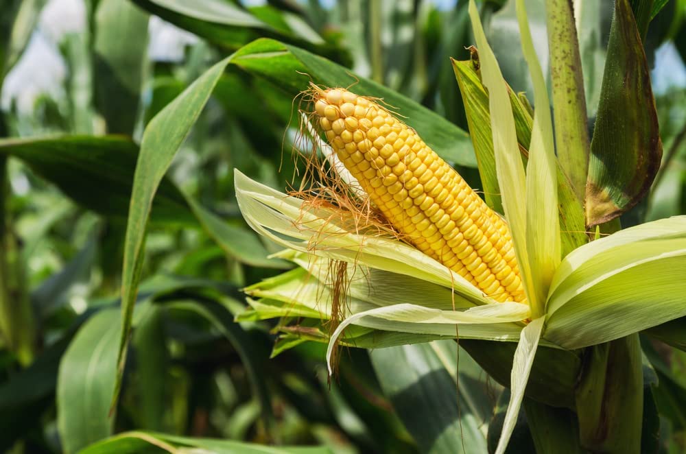 Kandy Corn Seeds, 25 Heirloom Seeds Per Packet, Non GMO Seeds, Botanical Name: Zea mays