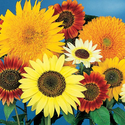 All Sorts Mix Sunflower Seeds, 25+ Seeds Per Packet