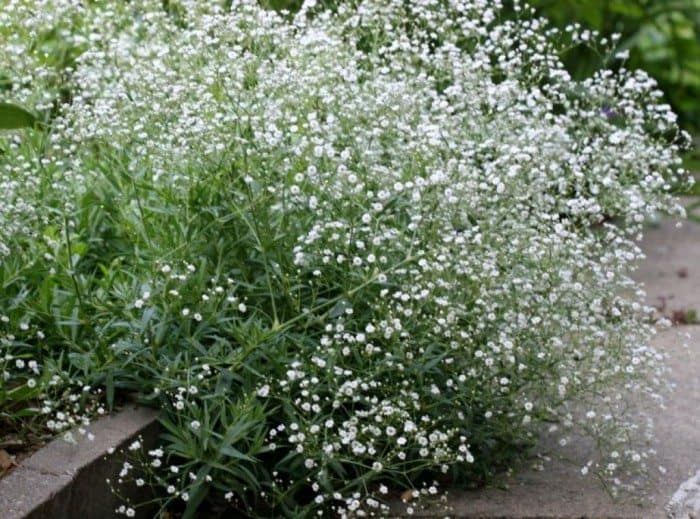 Baby's Breath Flowers, 2000 Flower Seeds Per Packet
