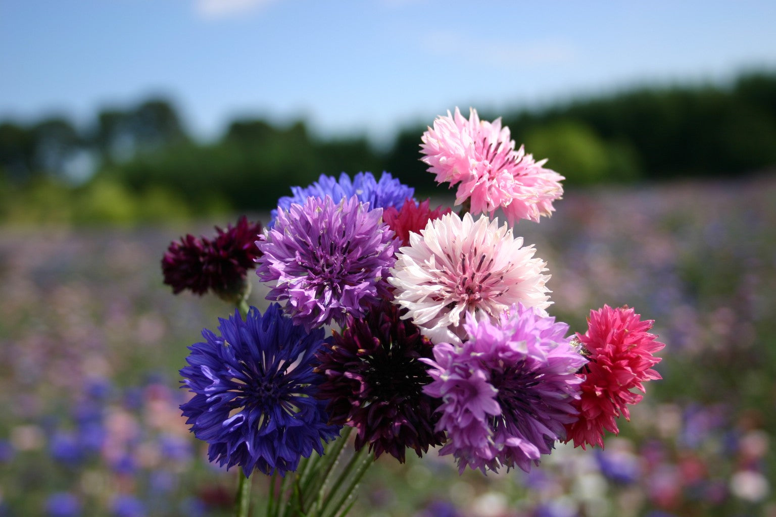 Bachelor Button Polka Dot, 200 Flower Seeds Per Order