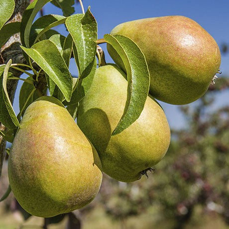 Bartlett Pear Tree Seeds, 30 Seeds Per Packet