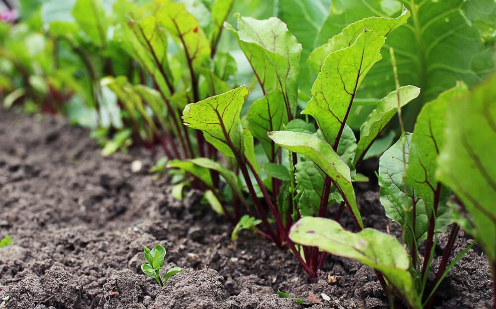 Bull's Blood Beet Seeds, 100+ Heirloom Seeds Per Packet, Non GMO Seeds, Botanical Name: Beta vulgaris