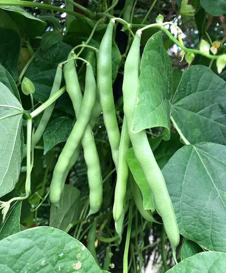Blue Lake Pole Bean FM1K, 50 Heirloom Seeds Per Packet, Non GMO Seeds