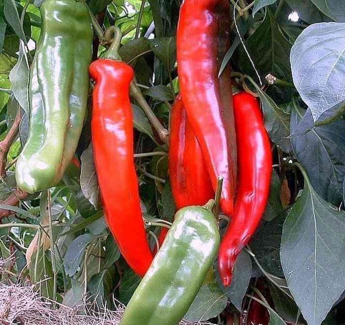 Big Jim Hot Pepper Seeds, 100 Heirloom Seeds Per Packet, Non GMO Seeds