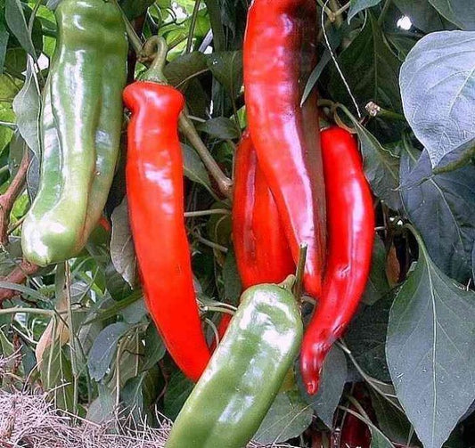 Big Jim Hot Pepper Seeds, 100 Heirloom Seeds Per Packet, Non GMO Seeds