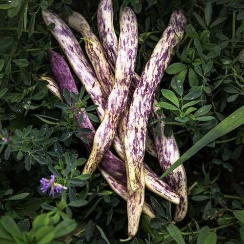 Dragon's Tongue Bush Bean Dragon Langerie , 25 Heirloom Seeds Per Packet, Non GMO Seeds