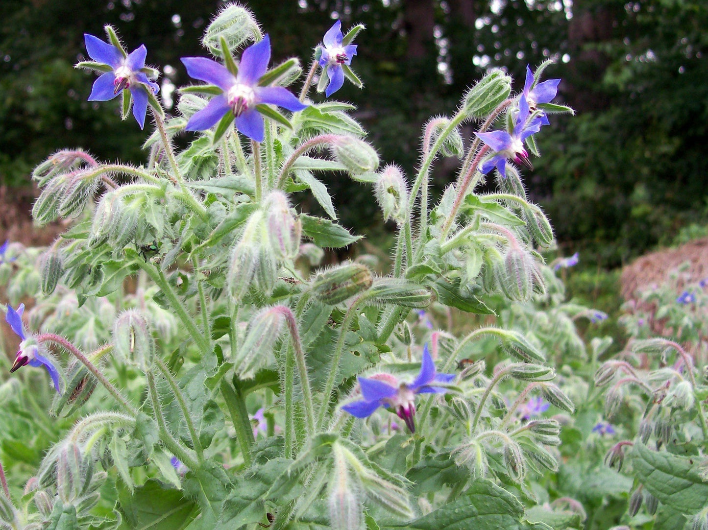 Borage Herb, 125 Seeds Per Packet