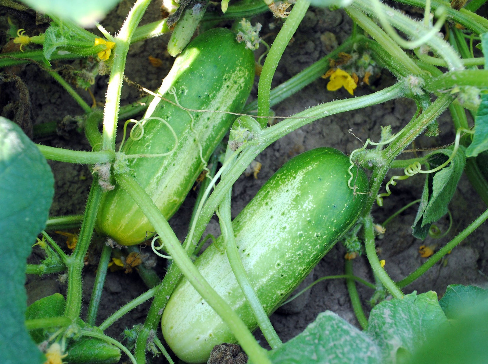 Boston Pickling Cucumber Seeds, 100 Heirloom Seeds Per Packet, Non GMO Seeds