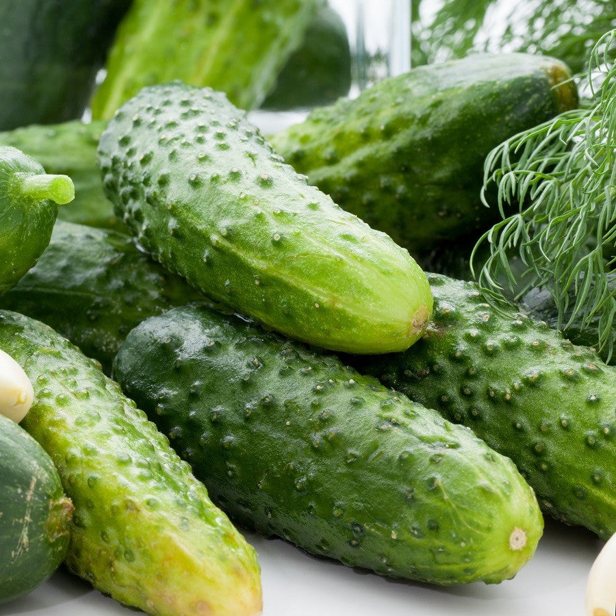 Boston Pickling Cucumber Seeds, 100 Heirloom Seeds Per Packet, Non GMO Seeds