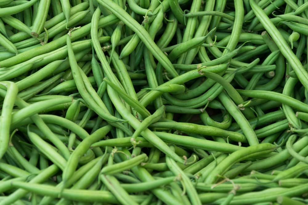 Burpee Stringless Green Bean Seeds, 25 Heirloom Seeds Per Packet, Non GMO Seeds