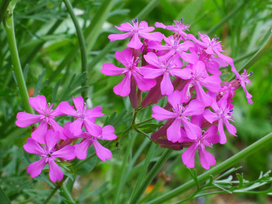 Catchfly Flower, 3000 Flower Seeds Per Packet