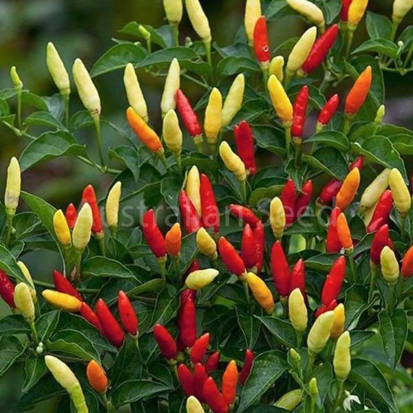 Tabasco Hot Pepper, 100 Heirloom Seeds Per Packet, Non GMO Seeds