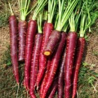 Cosmic Purple Carrot Seeds, 500 Heirloom Seeds Per Packet, Non GMO Seeds