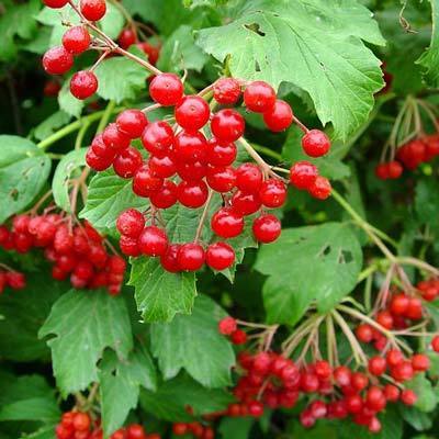 American Cranberry Seeds, 25 Seeds Per Packet