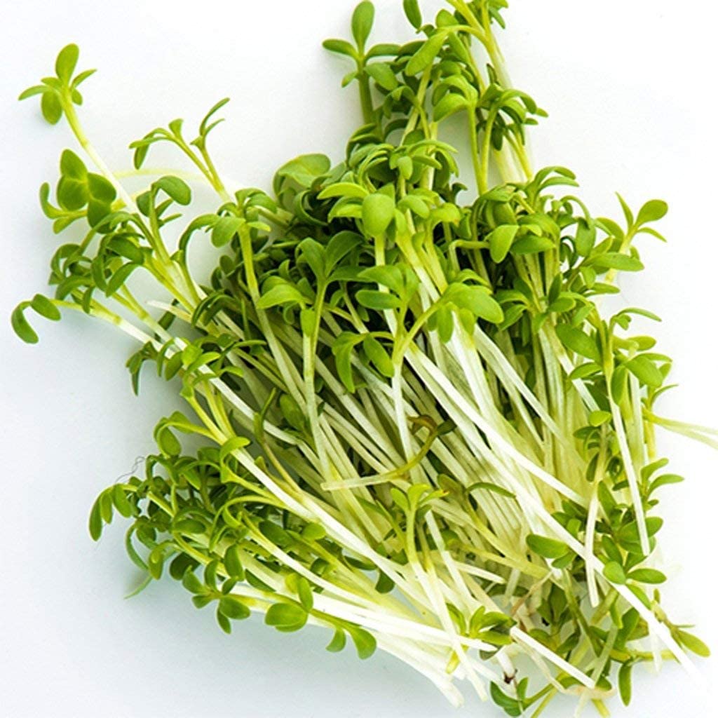 Curled Cress Herb, 500 Heirloom Seeds Per Packet, Non GMO Seeds