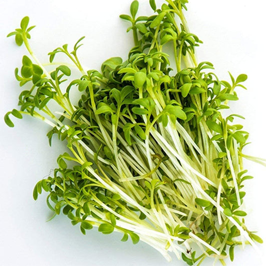Curled Cress Herb, 500 Heirloom Seeds Per Packet, Non GMO Seeds