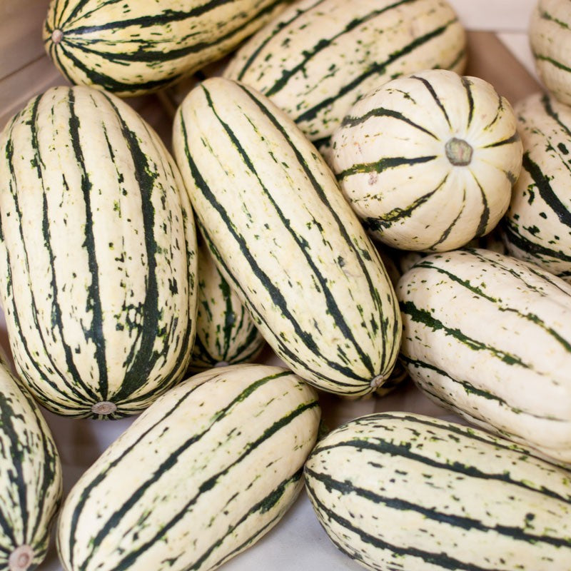Delicata Winter Squash, 25 Heirloom Seeds Per Packet, Non GMO Seeds