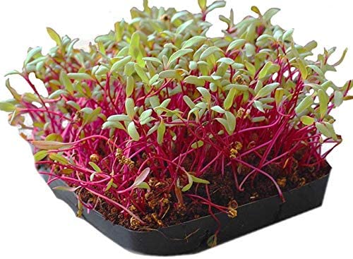 Detroit Dark Red Microgreens, 100 Heirloom Seeds Per Packet, Non GMO Seeds