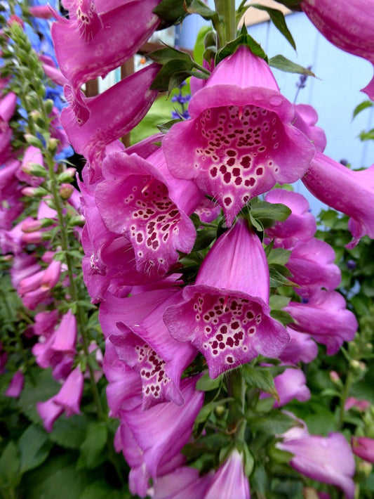 Foxglove, 5500 Flower Seeds Per Packet