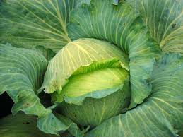 Late Flat Dutch Cabbage Seeds, 1000 Heirloom Seeds Per Packet, Non GMO Seeds, Botanical Name: Brassica oleracea VAR. capitata