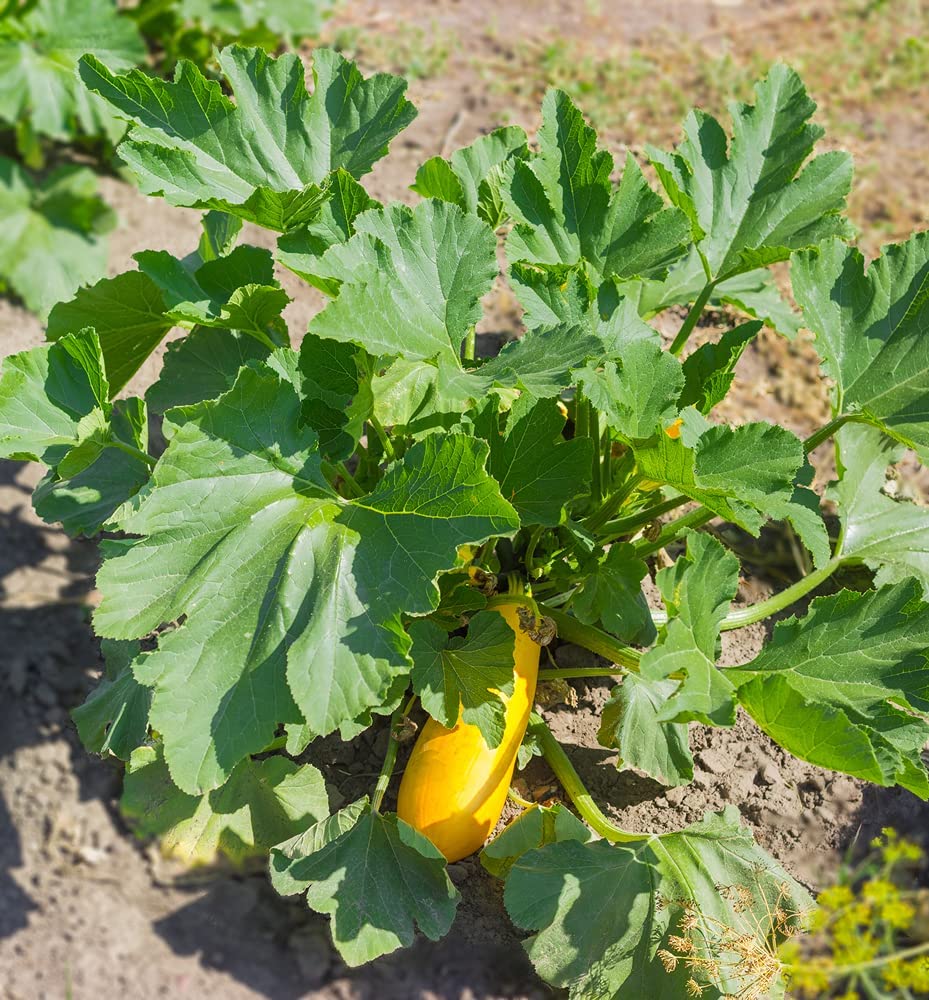 Early Proliic Straightneck Squash Seeds, 50 Heirloom Seeds Per Packet, Non GMO Seeds