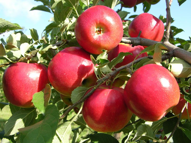 Pink Lady Apple Tree Organic Seeds, 5 Count Apple Tree Seed, Red Apple Tree  Plant Seeds for Garden and Pot, Non-gmo Heirloom -  Sweden