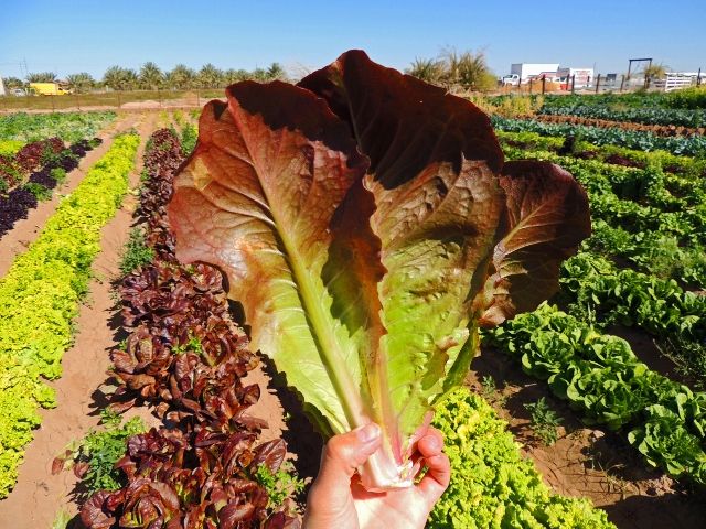 Cimmaron Romaine Lettuce, 1000 Heirloom Seeds Per Packet, Non GMO Seeds