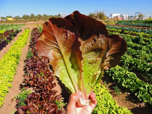 Cimmaron Romaine Lettuce, 1000 Heirloom Seeds Per Packet, Non GMO Seeds