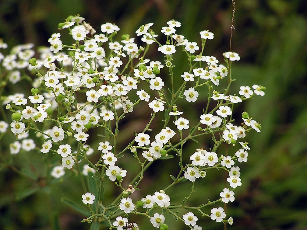 baby breath flower seeds Flowering Spurge Baby's Breath Flowers, 25 Heirloom Flower Seeds Per Packet, Non GMO Seeds