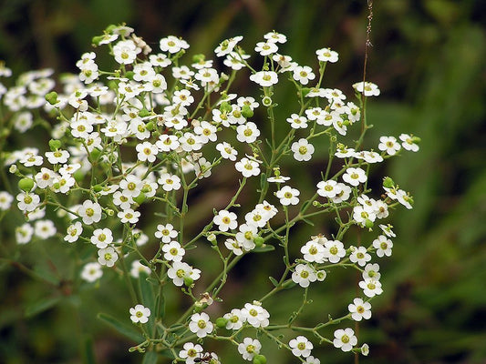Flowering Spurge Baby Breath, 25 Flower Seeds Per Packet