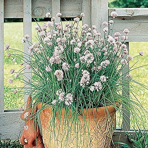 Garlic Chives Herb, 200 Heirloom Seeds Per Packet, Non GMO Seeds