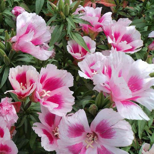 Pink Godetia Maiden Blush, 1500 Flower Seeds Per Packet