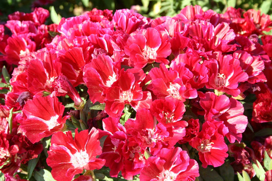 Scarlet Godetia, 1500 Flower Seeds Per Packet