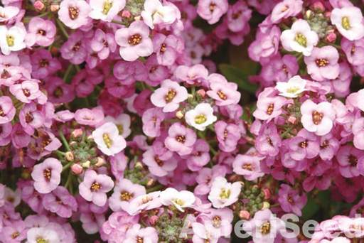 asylum flower seeds Dwarf Pink Sweet Alyssum Flower Seeds, 1000 Heirloom Flower Seeds Per Packet, Non GMO Seeds
