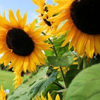 Black Oil Sunflower Seeds, 150 Flower Seeds Per Packet