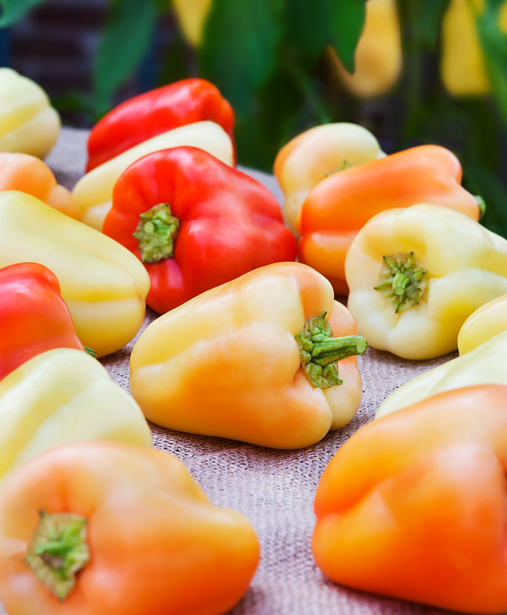 Sweet Gypsy Hybrid Pepper, 20 Heirloom Seeds Per Packet, Non GMO Seeds