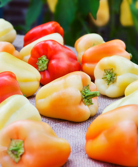 Sweet Gypsy Hybrid Pepper, 20 Heirloom Seeds Per Packet, Non GMO Seeds
