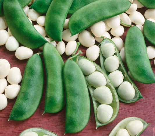 Henderson Lima Bean, 50 Heirloom Seeds Per Packet, Non GMO Seeds