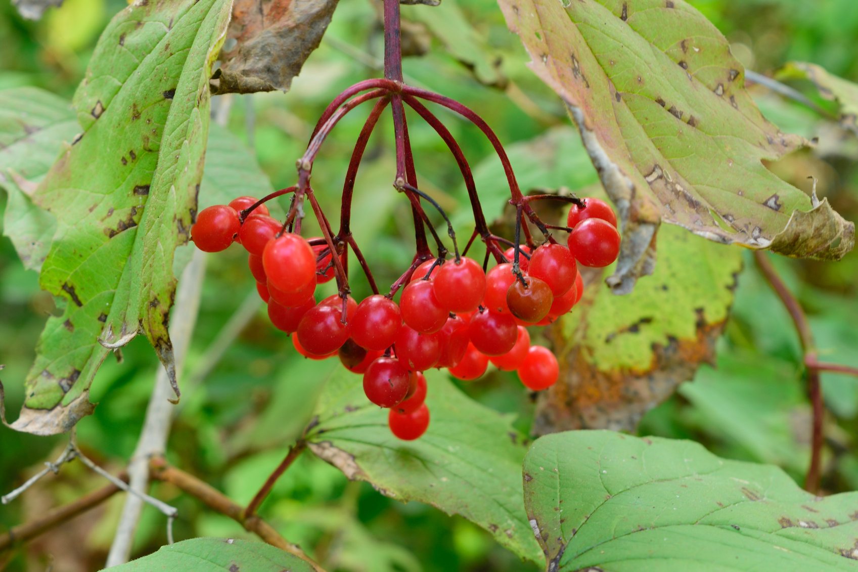 American Cranberry Seeds, 25 Seeds Per Packet