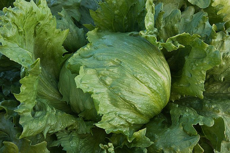 Iceberg Batavian Leafy Lettuce, 5000 Heirloom Seeds Per Packet, Non GMO Seeds