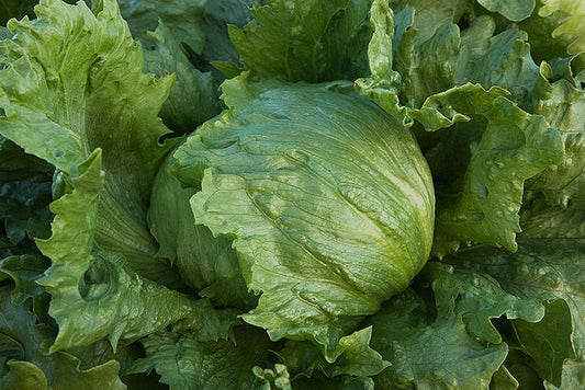 Iceberg Batavian Leafy Lettuce, 5000 Heirloom Seeds Per Packet, Non GMO Seeds